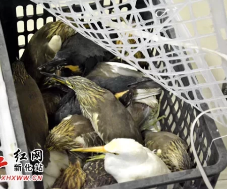 新化查处一起非法猎捕野生鸟类的重大案件