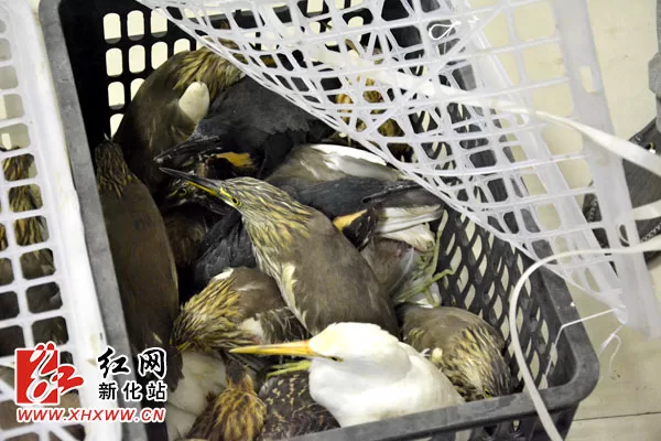 新化查处一起非法猎捕野生鸟类的重大案件
